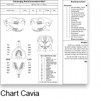 chart cavia