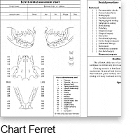 chart ferret